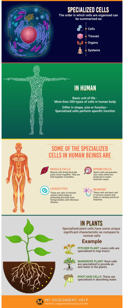 Specialized-Cells-infograph1